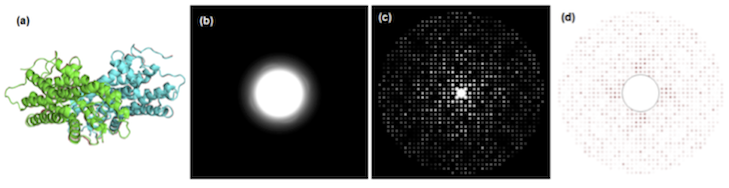 Ultrafast electron diffraction of a protein